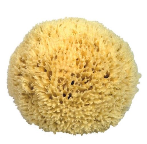 Naturschwamm medium (ca 14cm) Naturschwamm medium (ca 14cm)